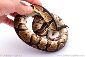 Africa Import Dinker Ball Python for sale