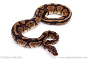 Africa Import Dinker Ball Python for sale