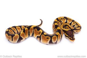 Africa Import Dinker Ball Python for sale