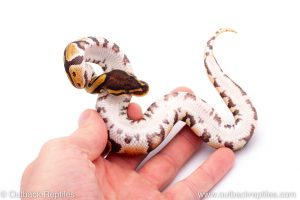 Africa Import Dinker Ball Python for sale