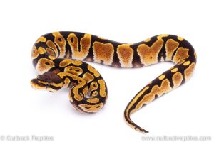 Africa Import Dinker Ball Python for sale