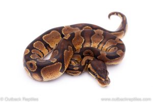 Africa Import Dinker Ball Python for sale