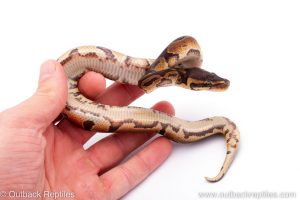 Africa Import Dinker Ball Python for sale