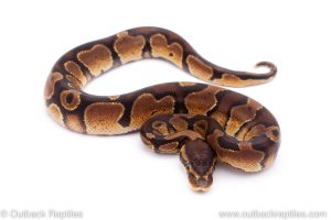 Africa Import Dinker Ball Python for sale