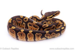 Africa Import Dinker Ball Python for sale