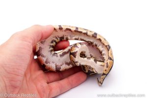 Africa Import Dinker Ball Python for sale