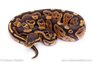 Africa Import Dinker Ball Python for sale