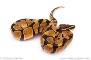 Africa Import Dinker Ball Python for sale