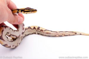 Africa Import Dinker Ball Python for sale