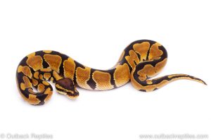 Africa Import Dinker Ball Python for sale