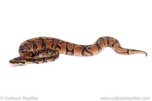 Africa Import Dinker Ball Python for sale