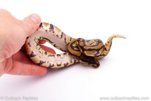 Africa Import Dinker Ball Python for sale