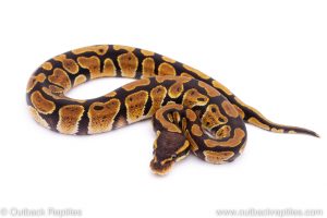 Africa Import Dinker Ball Python for sale