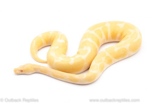 Albino enchi ball python for sale