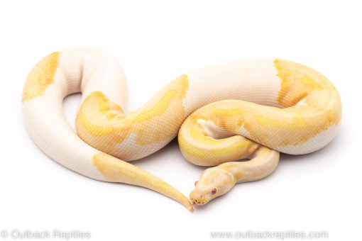 Albino pied ball python for sale