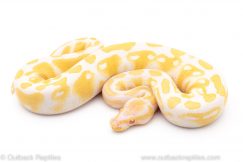 Albino het pied ball python for sale