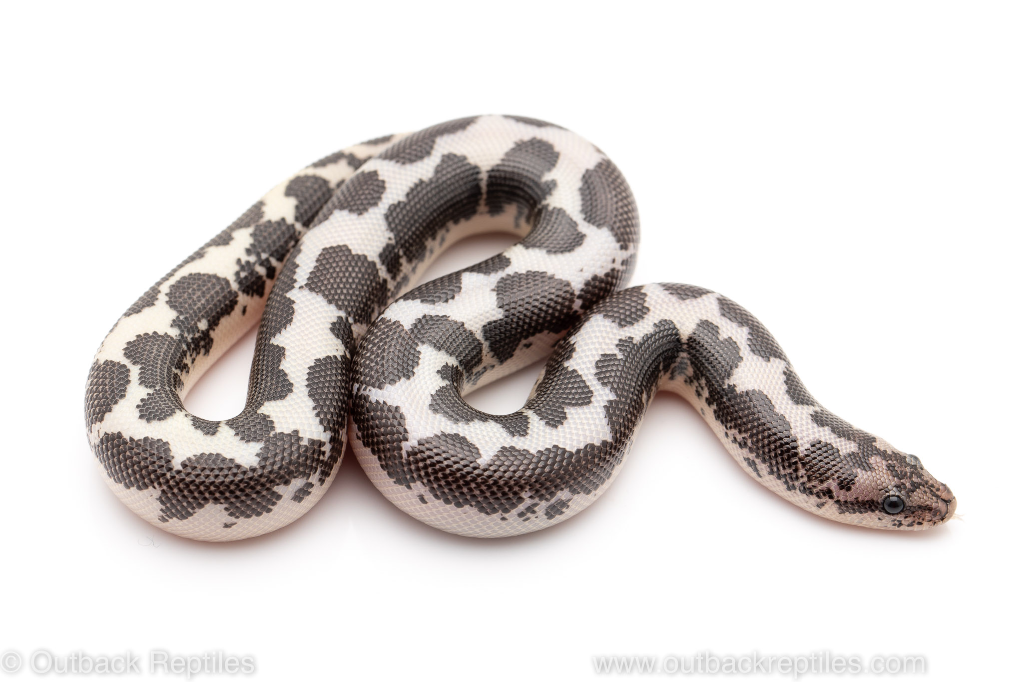 Small Black & White Kenyan Sand Boas for sale