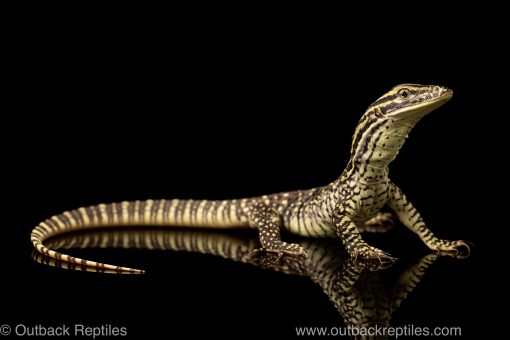 argus monitor for sale