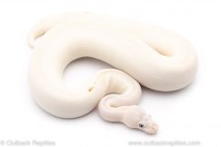 blue eyed lucy ball python for sale