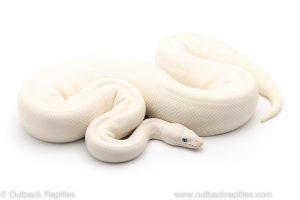 Blue Eyed Lucy ball python for sale