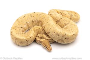 Banana ball python for sale