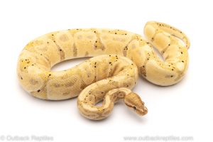 Banana ball python for sale