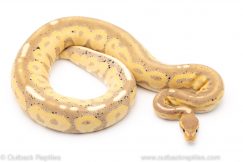 banana cinnamon yb ball python for sale