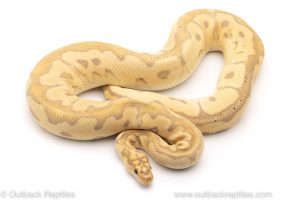 banana clown ball python for sale