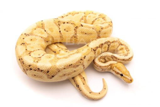 Female Maker Banana adult breeder ball python for sale