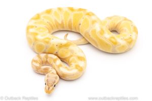 firefly banana het clown ball python for sale