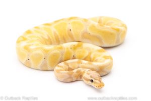 firefly banana het clown ball python for sale