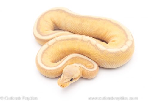 G-stripe banana ball python for sale