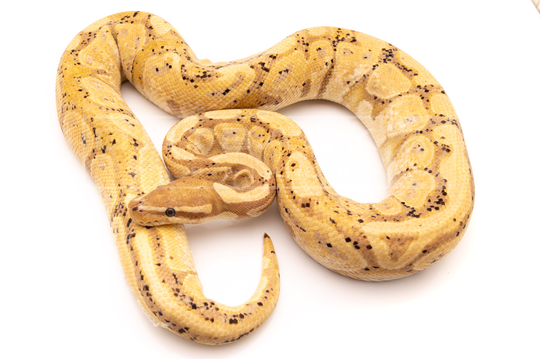 banana yellowbelly yb adult breeder ball python for sale