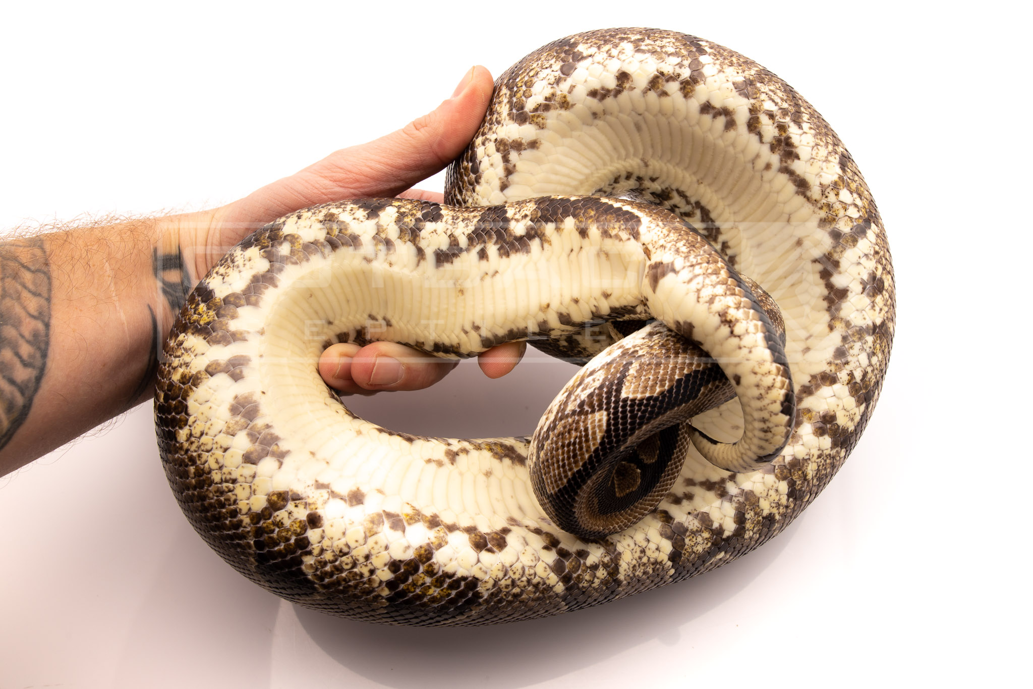 Black YB Dinker adult breeder ball python for sale