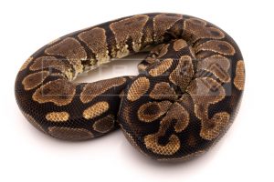 Black YB Dinker adult breeder ball python for sale