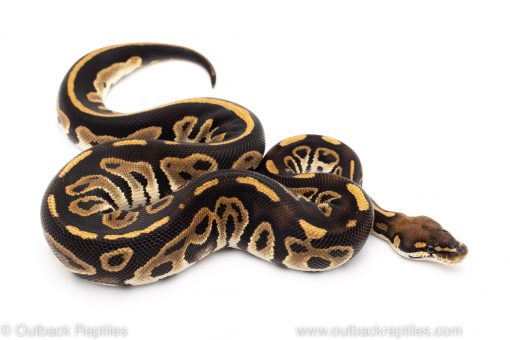 Leopard bongo ball python for sale