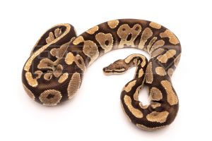 brite het pied adult breeder ball python for sale