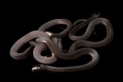 captive african file snake for sale