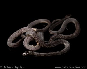 captive african file snake for sale