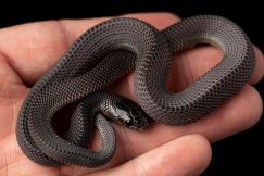 captive african file snake for sale