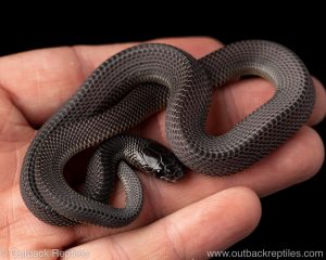 captive african file snake for sale