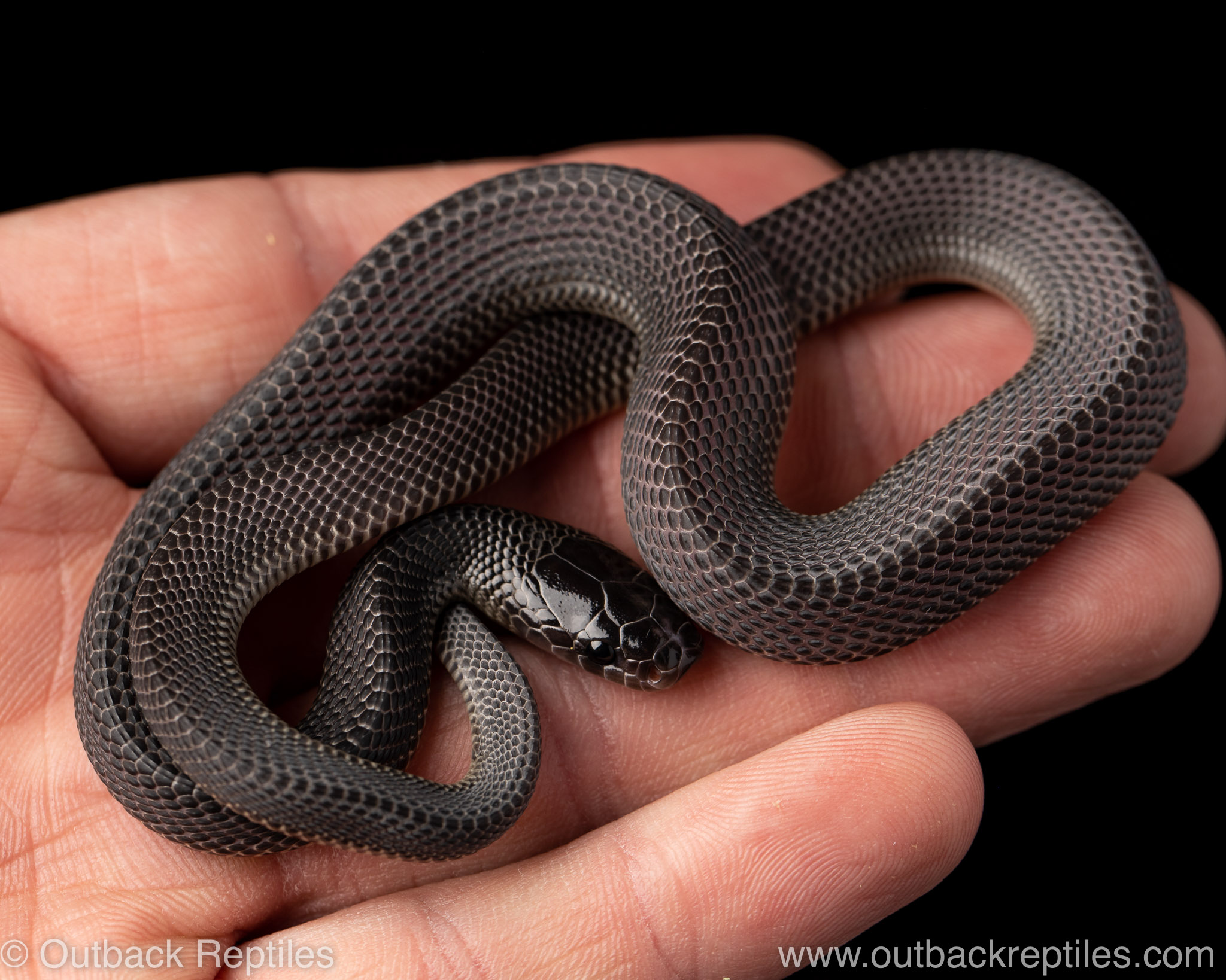 captive african file snake for sale