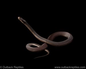 captive african file snake for sale