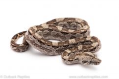 Cay caulker red tail boa constrictor for sale