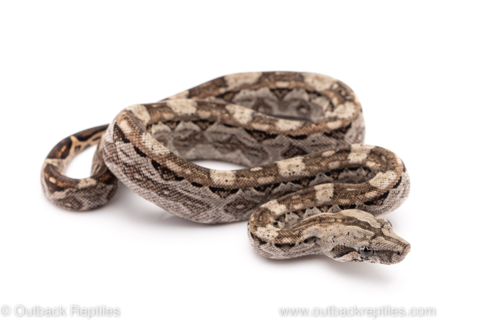 This is called a Dominican Red Mountain Boa : r/pics