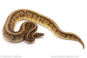 Cinder Spider Mojave ball python for sale