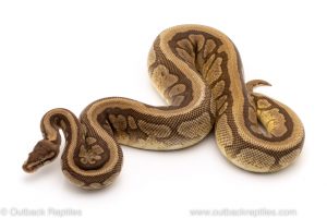 Cinder Spider Mojave ball python for sale