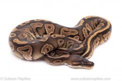 cinnamon red stripe ball python for sale