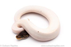 Cinnamon Pied ball python for sale