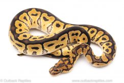 clown ball python for sale